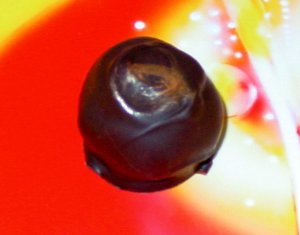 Azteca Truffle